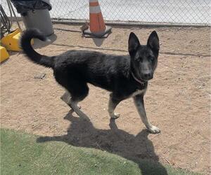 German Shepherd Dog-Unknown Mix Dogs for adoption in HESPERIA, CA, USA