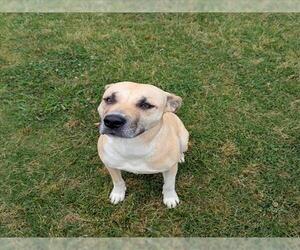 American Pit Bull Terrier Dogs for adoption in Grovetown, GA, USA