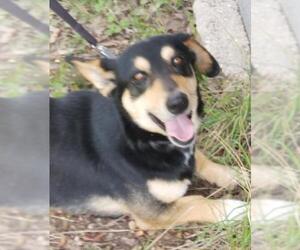 Dorgi Dogs for adoption in Junction, TX, USA