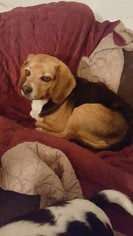 Beagle Dogs for adoption in New Castle, DE, USA
