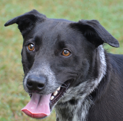 Border Collie-Unknown Mix Dogs for adoption in Englewood, FL, USA