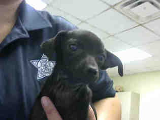 Medium Photo #9 Dachshund Puppy For Sale in Conroe, TX, USA