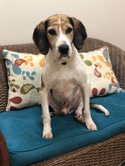 Treeing Walker Coonhound Dogs for adoption in Holland, MI, USA