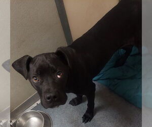 Mastiff Dogs for adoption in Glen Allen, VA, USA