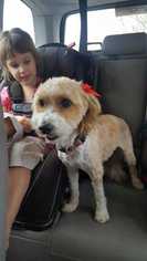 Mutt Dogs for adoption in Livermore, CA, USA
