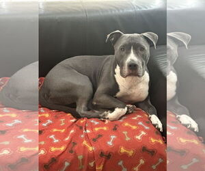 American Pit Bull Terrier-Staffordshire Bull Terrier Mix Dogs for adoption in Chandler, AZ, USA