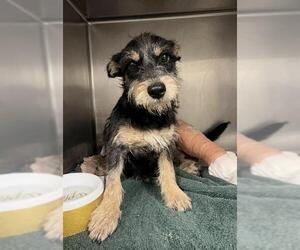 Mutt Dogs for adoption in Riverside, CA, USA