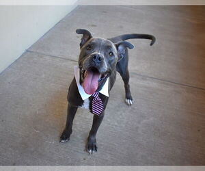 American Pit Bull Terrier-Unknown Mix Dogs for adoption in McKinney, TX, USA