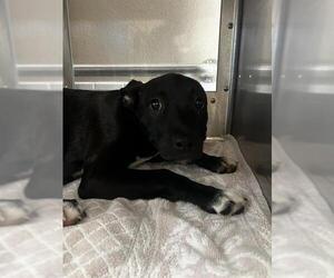 Mutt Dogs for adoption in Chula Vista, CA, USA