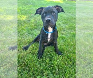 American Staffordshire Terrier-Unknown Mix Dogs for adoption in Parker Ford, PA, USA