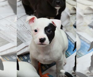 American Pit Bull Terrier-Labrador Retriever Mix Dogs for adoption in Rockaway, NJ, USA