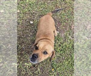 Beagle-Unknown Mix Dogs for adoption in San Antonio, TX, USA