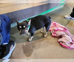 French Bulldog Dogs for adoption in Upland, CA, USA