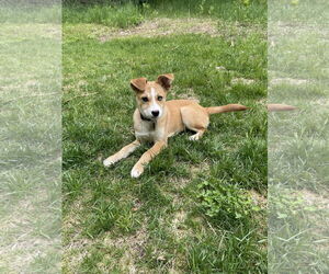 Basenji-Unknown Mix Dogs for adoption in Clarkston, MI, USA