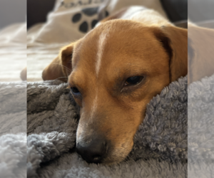 Beagle Dogs for adoption in Tampa, FL, USA