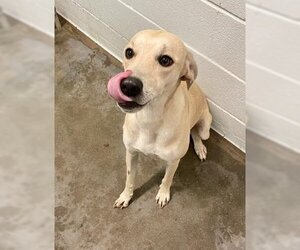 Labrador Retriever-Unknown Mix Dogs for adoption in Livingston, TX, USA