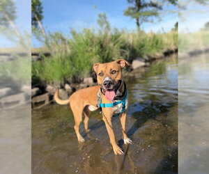 Black Mouth Cur-Unknown Mix Dogs for adoption in Brighton, CO, USA