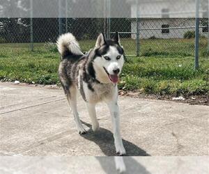 Siberian Husky Dogs for adoption in McKinleyville, CA, USA