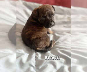 Labrador Retriever-Unknown Mix Dogs for adoption in New York, NY, USA