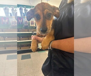 Catahoula Leopard Dog-Labrador Retriever Mix Dogs for adoption in Palatine/Kildeer/Buffalo grove, IL, USA