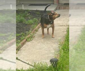 American Pit Bull Terrier-Unknown Mix Dogs for adoption in Houston, TX, USA
