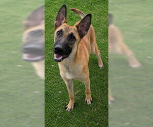 Medium Photo #1 Mutt Puppy For Sale in Texas City, TX, USA