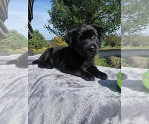 Mutt Dogs for adoption in SHERBURNE, NY, USA