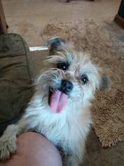 Brussels Griffon-Unknown Mix Dogs for adoption in Bloomingdale, IL, USA