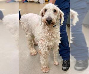 Poodle (Standard) Dogs for adoption in Millersville, MD, USA