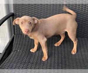 Miniature Pinscher-Unknown Mix Dogs for adoption in Fort Lauderdale, FL, USA