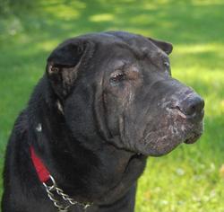 Chinese Shar-Pei Dogs for adoption in Richmond, IN, USA