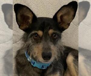 Mutt Dogs for adoption in Tomball, TX, USA