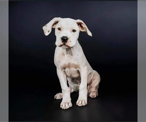 American Pit Bull Terrier Dogs for adoption in Albuquerque, NM, USA