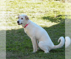 Great Pyrenees Dogs for adoption in Vail, AZ, USA