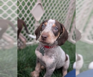 Coonhound Dogs for adoption in Holly Springs, NC, USA