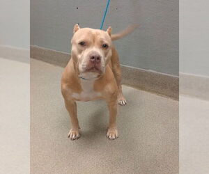 American Pit Bull Terrier-Unknown Mix Dogs for adoption in Las Vegas, NV, USA