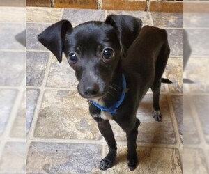 Chiweenie Dogs for adoption in Genesee, WI, USA