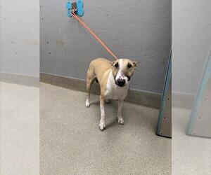 Bull Terrier-Unknown Mix Dogs for adoption in Las Vegas, NV, USA