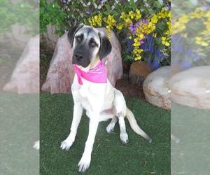Anatolian Shepherd Dogs for adoption in Oklahoma City, OK, USA