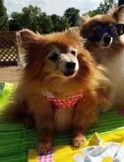 Pomeranian Dogs for adoption in Glen Haven, WI, USA
