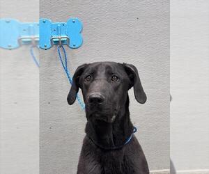 Great Dane-Labrador Retriever Mix Dogs for adoption in Las Vegas, NV, USA
