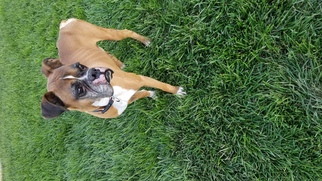 Boxer Dogs for adoption in vacaville, CA, USA