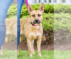 Mutt Dogs for adoption in Caldwell, NJ, USA