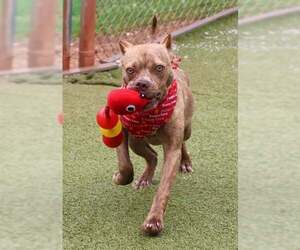 American Pit Bull Terrier-Unknown Mix Dogs for adoption in Rockaway, NJ, USA