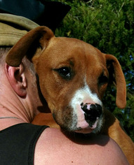 Medium Photo #1 Boxer Puppy For Sale in Pawtucket, RI, USA