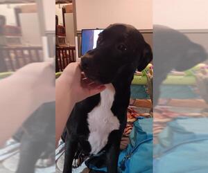 Labrador Retriever-Unknown Mix Dogs for adoption in Fruit Heights, UT, USA