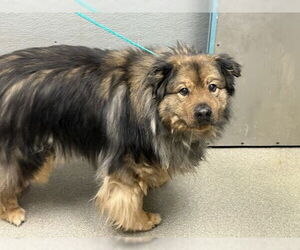 Collie-Unknown Mix Dogs for adoption in Las Vegas, NV, USA