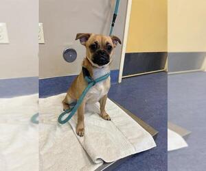 Chihuahua-Unknown Mix Dogs for adoption in Santa Maria, CA, USA