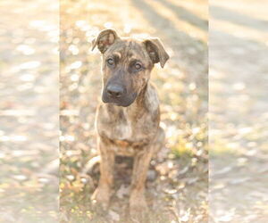 American Staffordshire Terrier-Unknown Mix Dogs for adoption in FRAMINGHAM, MA, USA