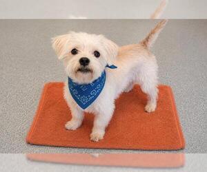 Cairn Terrier Dogs for adoption in Orange, CA, USA